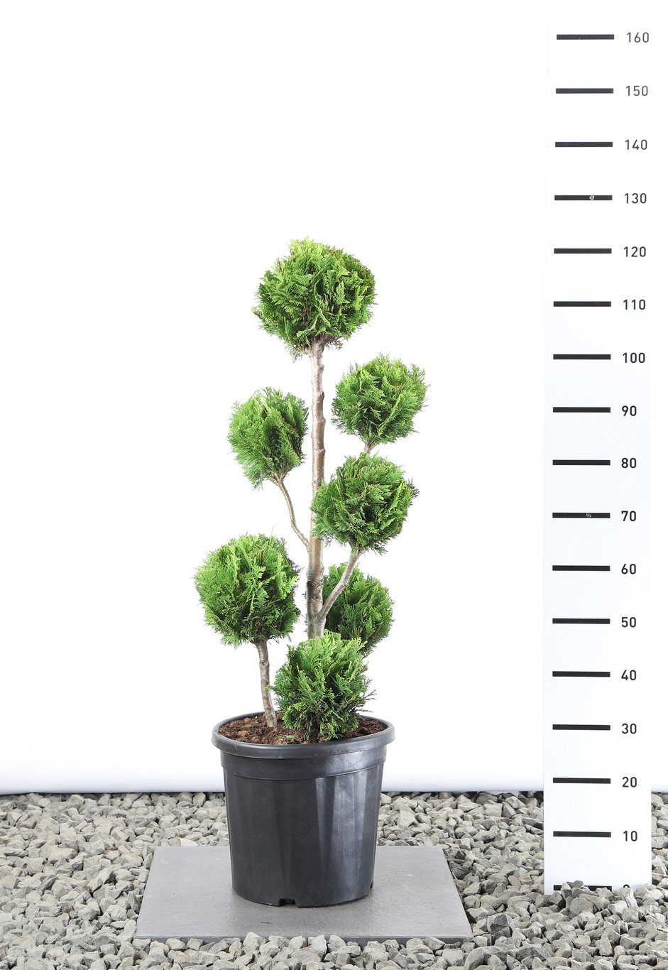 Chamaecyparis l. 'Stardust' - 100-125 CM PonPon EXTRA in Cont.